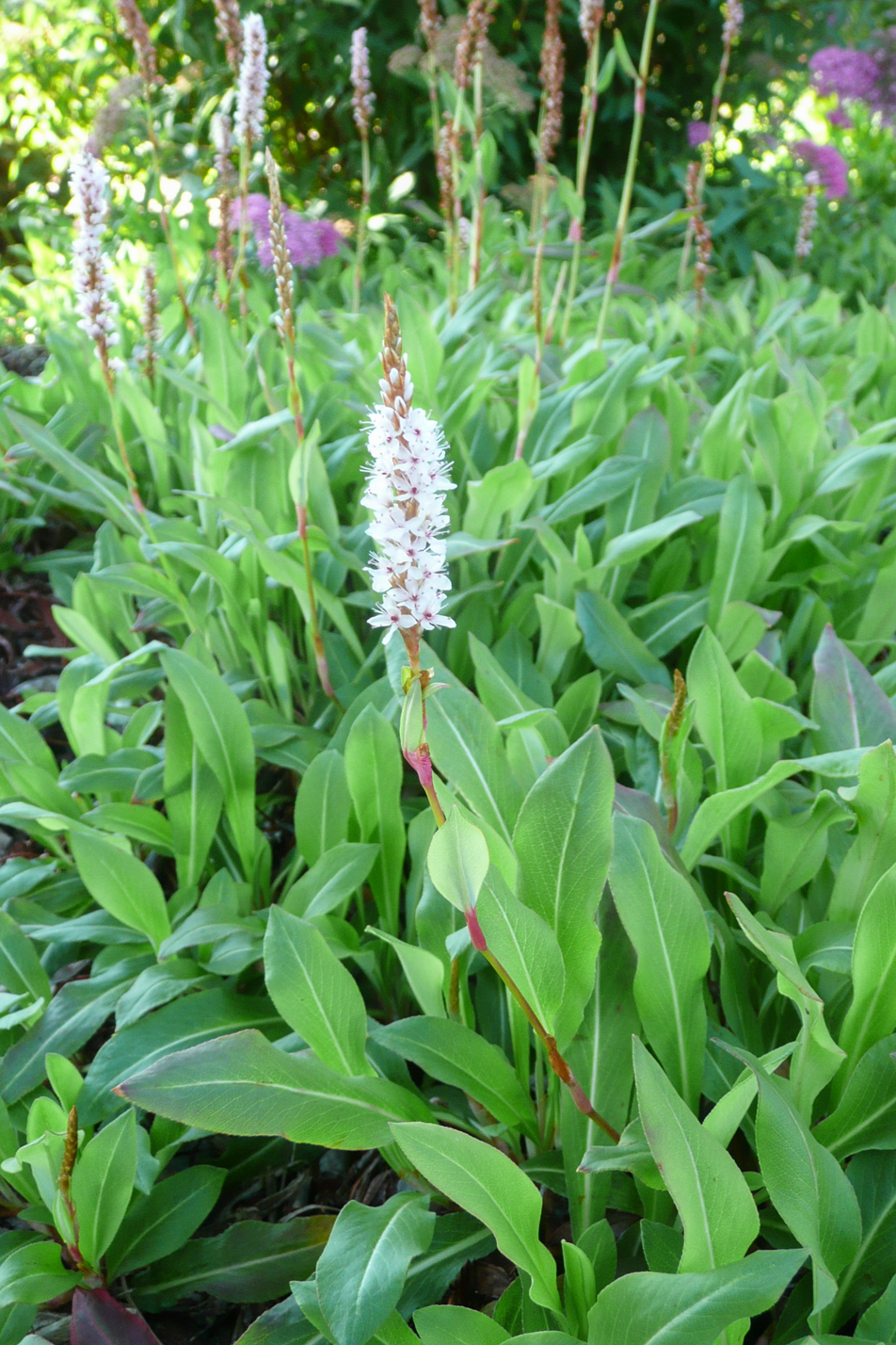 Himalayan Border Jewel